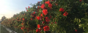 “Melograni in fiore”: una domenica tra gli odori e i sapori della campagna salentina