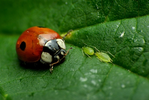 Coccinelle adulte per la lotta biologica contro afidi e insetti delle piante