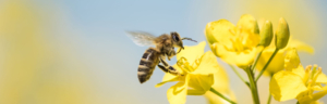 Giornata Mondiale delle api tra i Melograni Martino