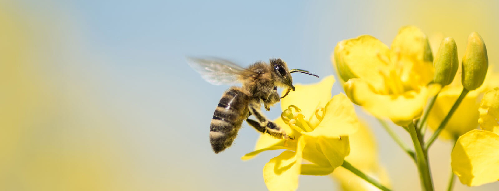 Giornata Mondiale delle api tra i Melograni Martino